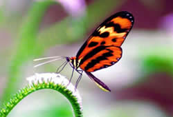 longwing butterfly