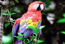 macaw in manu peru