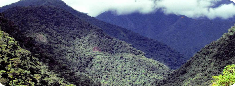 Manu National Park Peru rain forest