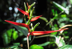 red heliconia