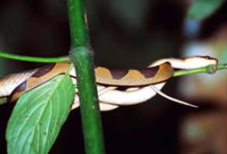snake in manu park