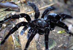 tarantula or maybe chicken spider peru